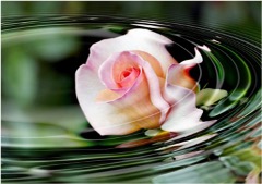 Blomma